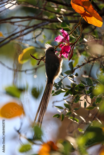 silhouette of mousebirds on a tree photo