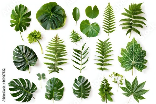 A variety of plants from a botanical garden, isolated on a clean white background