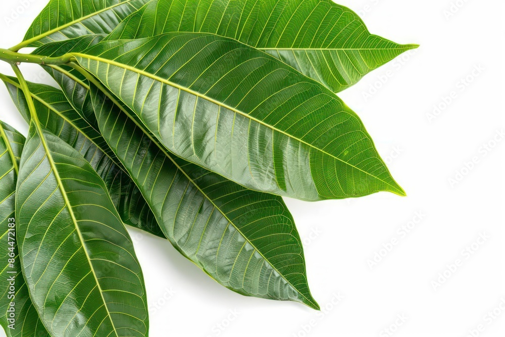 The broad, glossy leaves of a mango tree isolated on a white background The broad, glossy leaves of a mango tree isolated on a white background