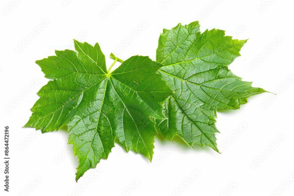 The broad leaves of a sycamore tree isolated on a clean white backdrop The broad leaves of a sycamore tree isolated on a clean white backdrop