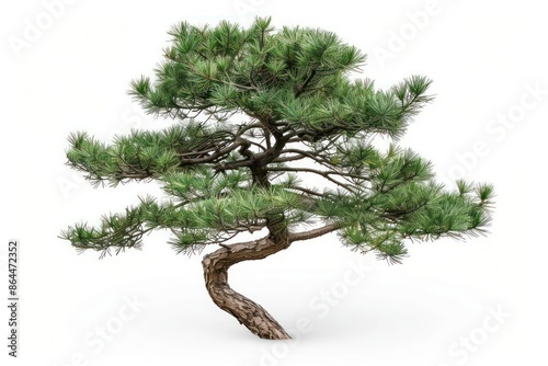 The distinctive Scots pine isolated on a white background photo
