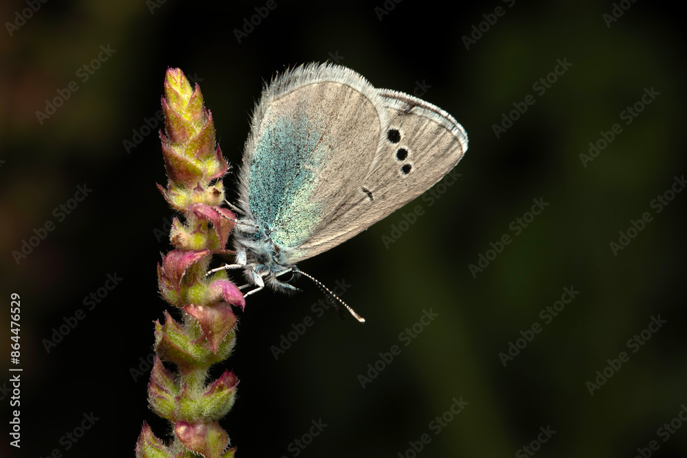 Fototapeta premium Glaucopsyche alexis. Green underside Blue. Close-up photo. Nature background. 