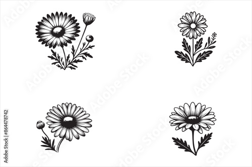 Daisy flower outline vector image set