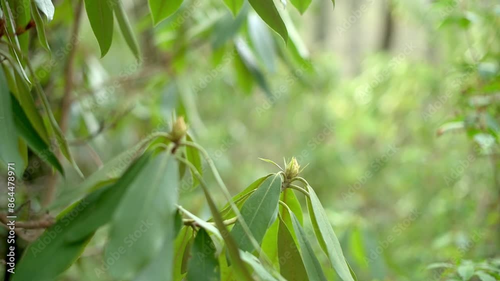 A detailed close-up of rhododendron leaves in a lush forest, showcasing the vibrant green foliage in natural light. High quality 4k footage
