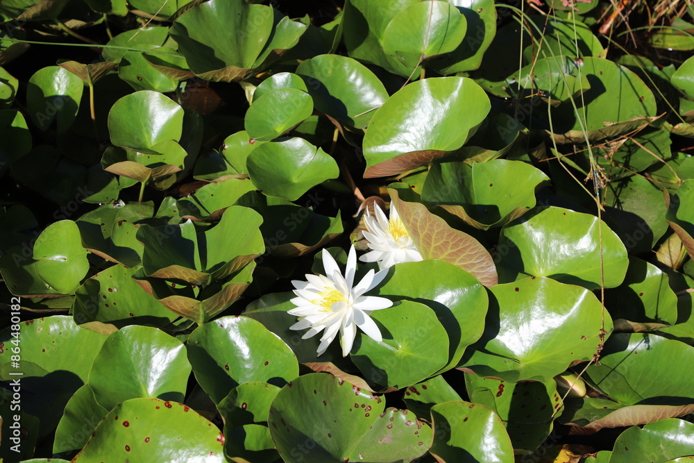Obraz premium nénuphar