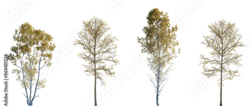 Foto Set of autumn large Betula ermanii and autumn large Platanus trees isolated png