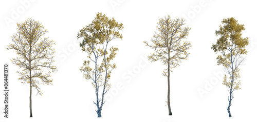 Foto Set of 2 autumn large and medium Betula ermanii and  2 autumn large and medium P