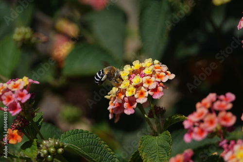 Canary Islands blue banded bee (Amegilla canifrons)