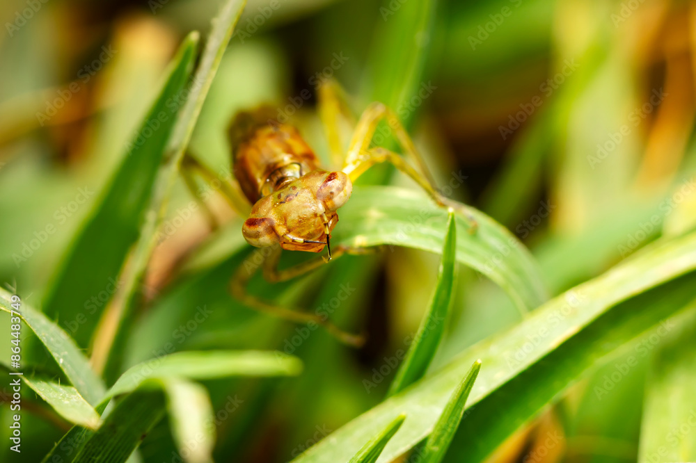 Baby Dragonfly. A baby dragonfly that has not yet acquired the ability to fly. Macro nature. Green nature background. Baby Dragonfly. A baby dragonfly that has not yet acquired the ability to fly. Macro nature. Green nature background.