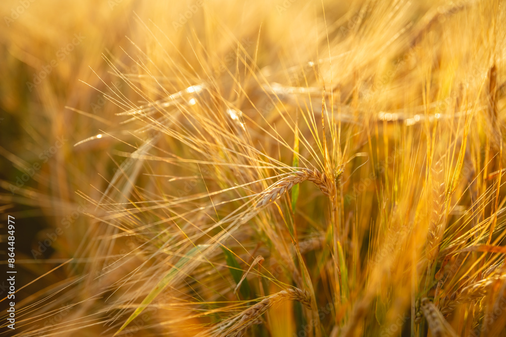 Beautiful bright yellow orange wheat in a wheat field. Photo, wallpaper Beautiful bright yellow orange wheat in a wheat field. Photo, wallpaper