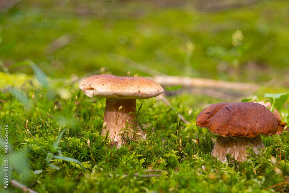 A young boy collects boletus mushrooms in the forest. A young boy collects boletus mushrooms in the forest.