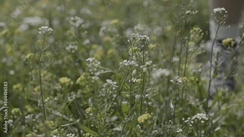 Dandelions swaying in the calm wind, the feeling of spring