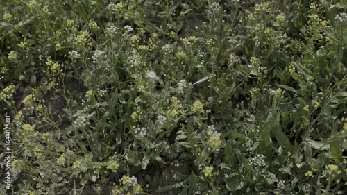 Dandelions swaying in the calm wind, the feeling of spring
