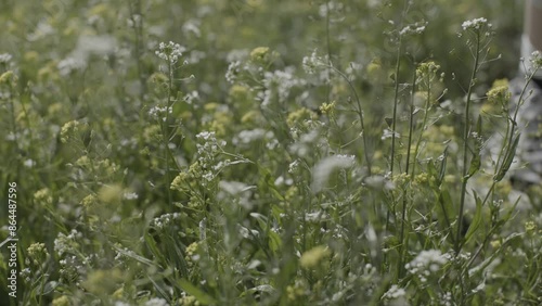 Dandelions swaying in the calm wind, the feeling of spring
