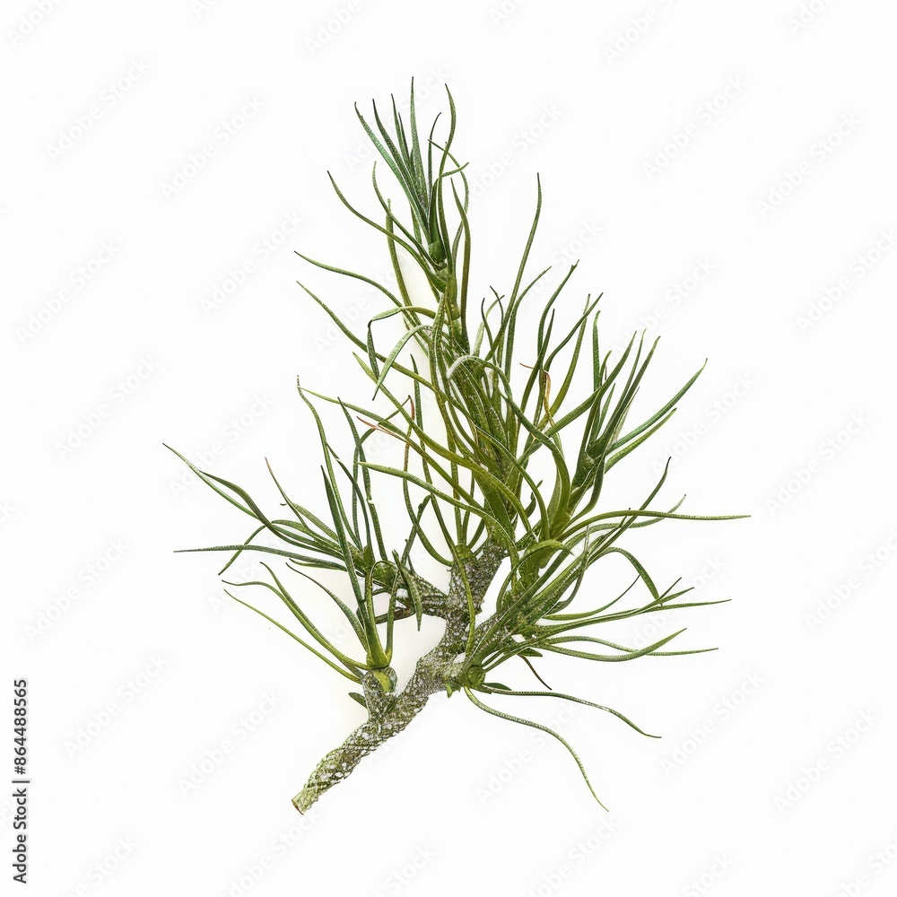 Fototapeta premium Green plastic plant on a white background