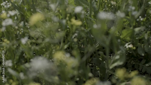 Dandelions swaying in the calm wind, the feeling of spring