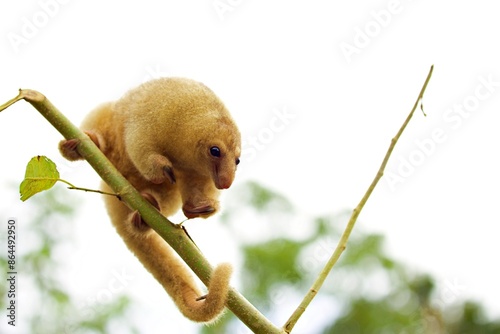 Nahaufnahme Zwergameisenbär