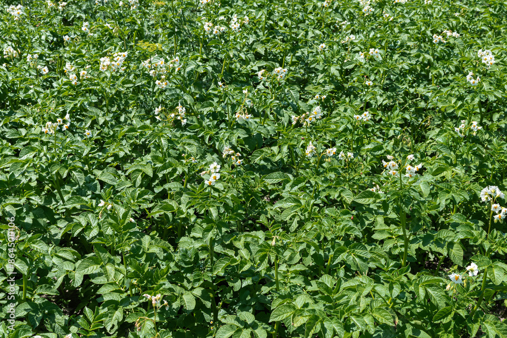 Potato blossom. Flowering potato. Flowering potato. White blooming potato flower on farm field Potato blossom. Flowering potato. Flowering potato. White blooming potato flower on farm field