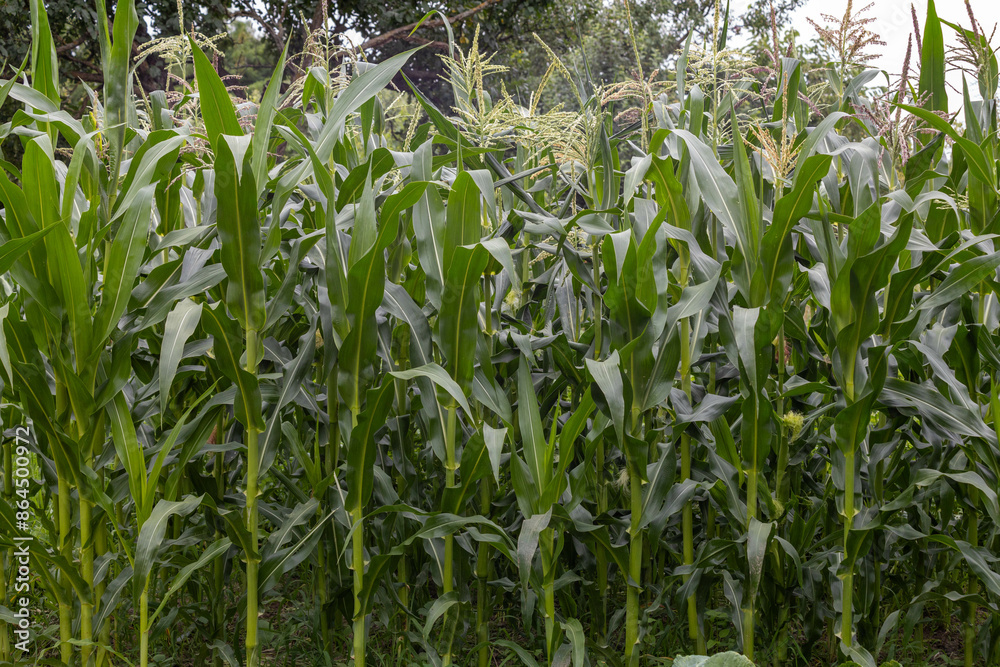Obraz premium Young organic corn growing in the vegetable garden