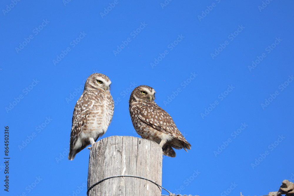 Owls looking for prey to hunt. Couple of owls standing on pole with blue sky background with copy space. Wild animals. Birds of prey.
Owls looking for prey to hunt. Couple of owls standing on pole with blue sky background with copy space. Wild animals. Birds of prey.