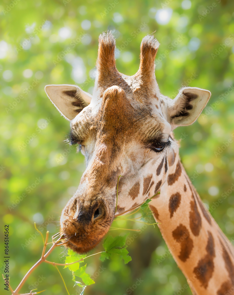 Close-up muzzle of a giraffe eating green leaves on a background of green leaves, vertical photo with a wild animal, mammal behaviour, animal with a long neck, animal world, animal protection. Close-up muzzle of a giraffe eating green leaves on a background of green leaves, vertical photo with a wild animal, mammal behaviour, animal with a long neck, animal world, animal protection.