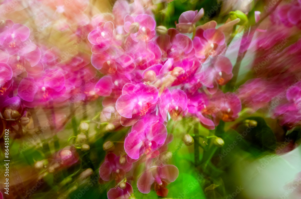 Φωτογραφία Multi-color orchid in an urban nursery space, a space surrounded by nature and vibrant color bathed in natural light, pollen and photosynthesis