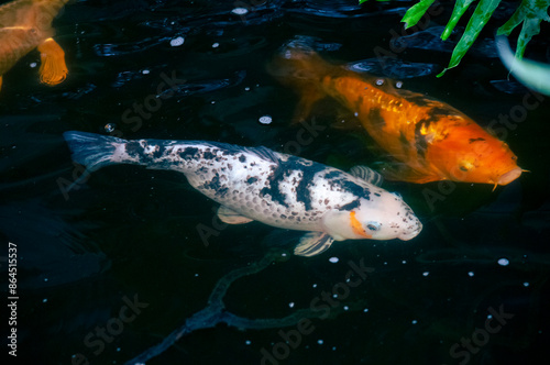 Koi fish in an indoor aquarium, natural and wild detail in a humid and comfortable architectural space for large fish, wildlife.