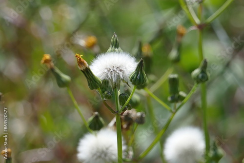 Hypochaeris radicata - false dandelion close-up