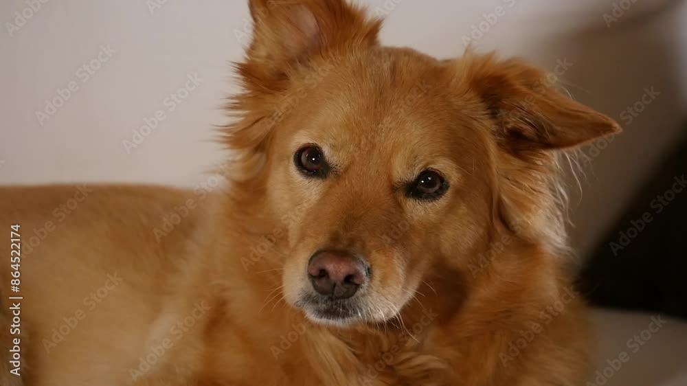Golden Corgi mix CU blinks and licks lips in slow motion on a white couch Golden Corgi mix CU blinks and licks lips in slow motion on a white couch