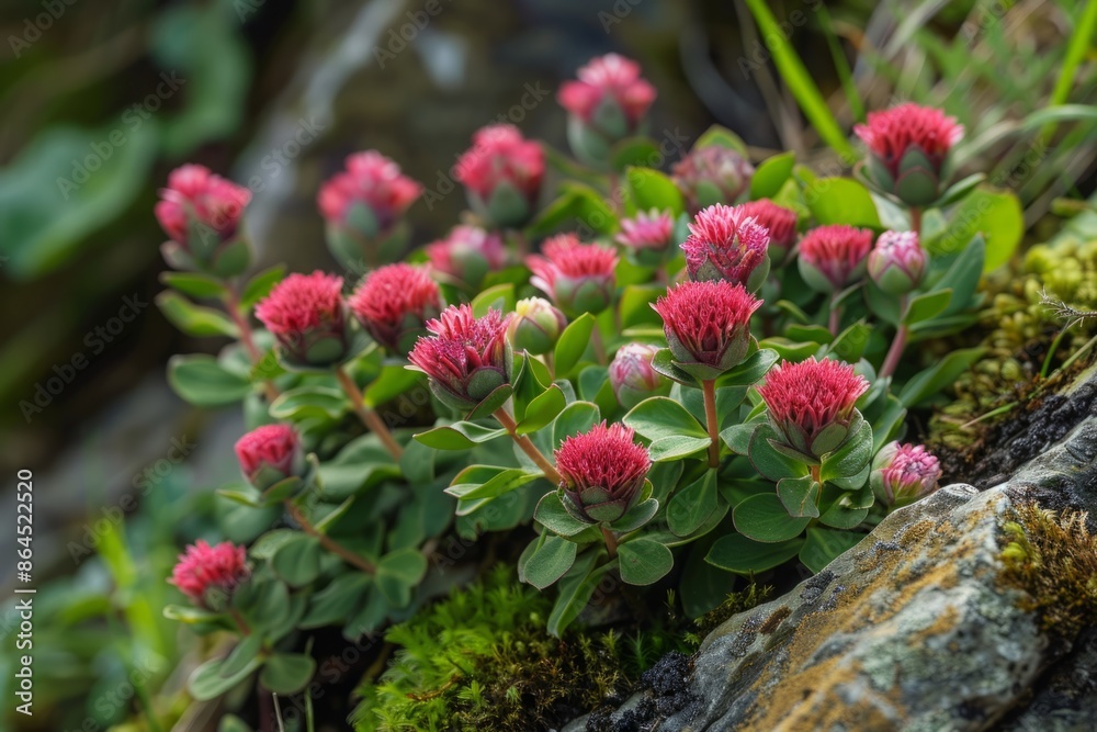 Fototapeta premium Photograph of Rhodiola rosea with vibrant pink flowers and green leaves growing on rocky terrain. Ayurveda. Ayurvedic herbs. Generative AI