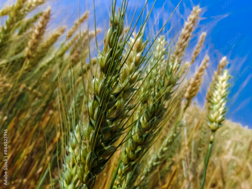 Wheat plant growing on field in Brazilian farm Wheat plant growing on field in Brazilian farm