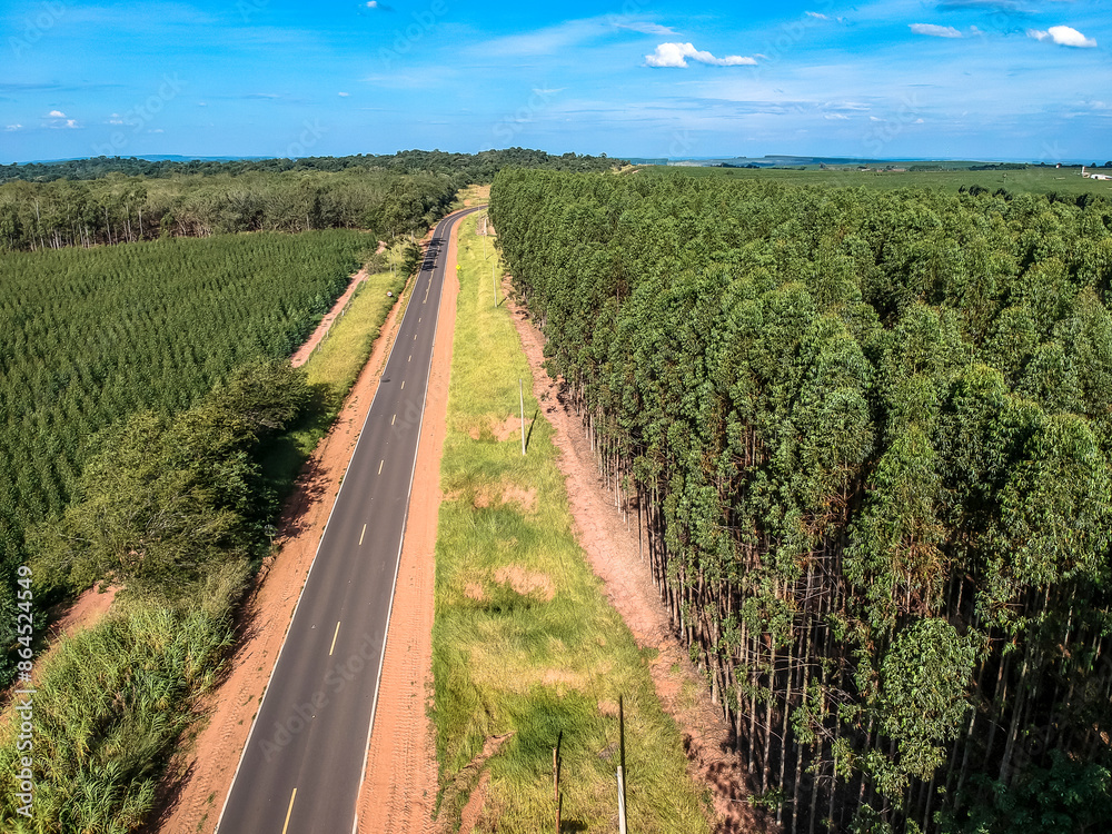Obraz premium Aerial view of a Eucalyptus plantation crossed by a paved local road in Brazil