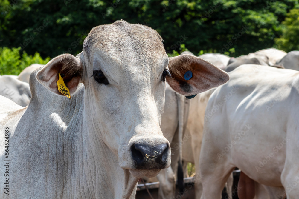 Herd of Nelore cattle grazing in a pasture on the brazilian ranch Herd of Nelore cattle grazing in a pasture on the brazilian ranch