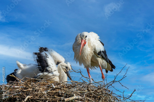 Weißstorch mir Nachwuschs am Nest photo