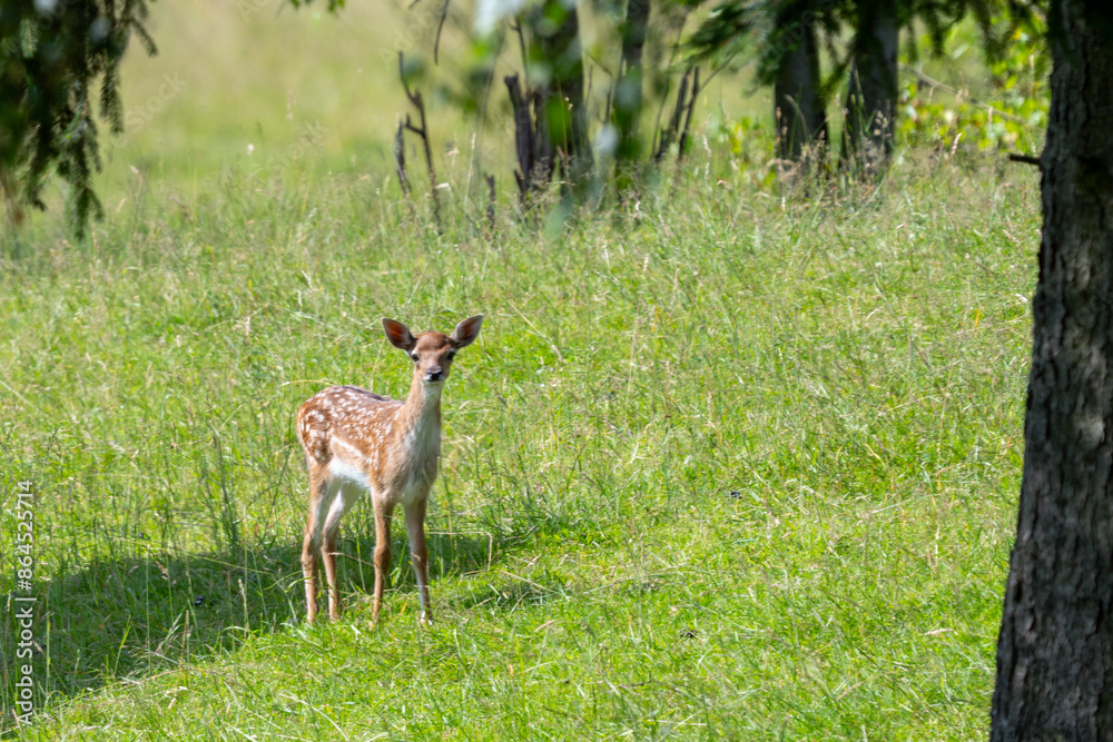 Junges Damwild-Kalb Junges Damwild-Kalb