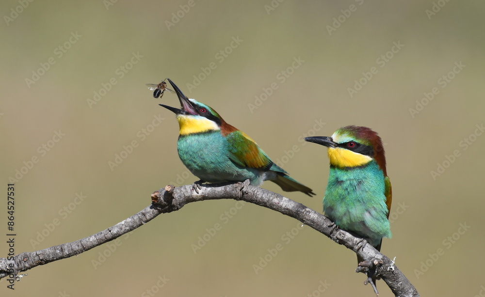 European bee-eaters in Spain European bee-eaters in Spain