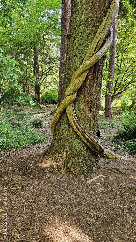 Tree trunk in a noose Tree trunk in a noose