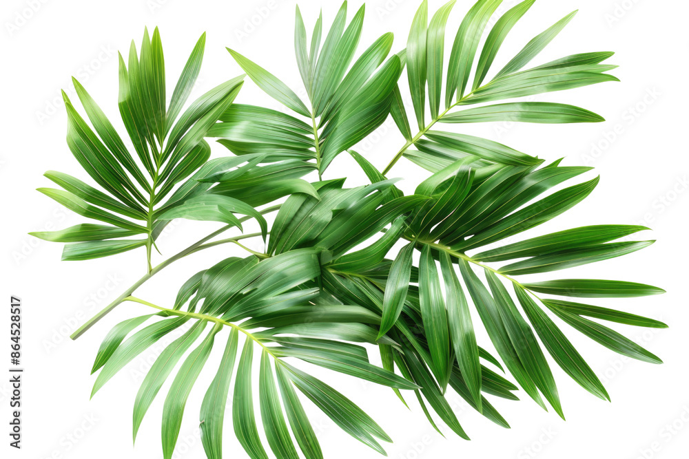 Naklejka premium Green leaves of palm tree isolated on white background with cut path