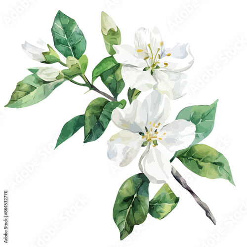 Watercolor vector of a jasmine flower, isolated on a white background, design art, drawing clipart, Illustration painting, Graphic logo, jasmine vector 