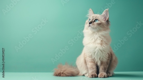 A cute Ragdollssitting on a solid pastel mint background
