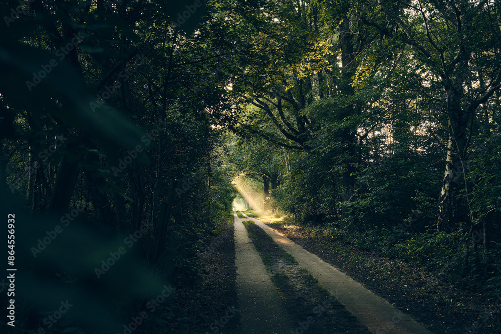 Fototapeta premium morning on path through forest sunbeams. High quality photo