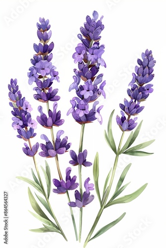 A bunch of purple lavender flowers. The flowers are in the middle of the image