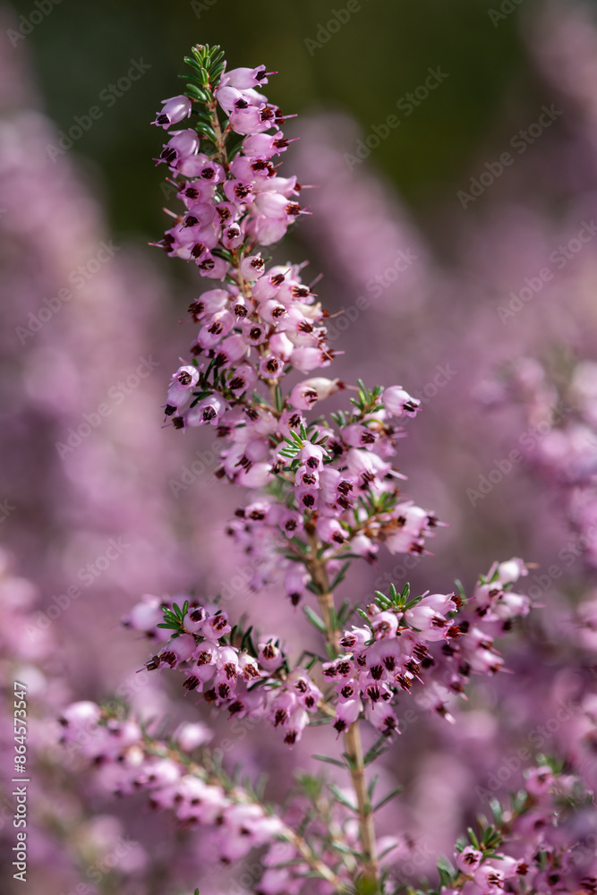 Fototapeta premium Close up of common heather (calluna vulgaris) in bloom