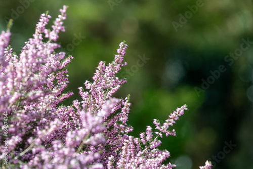 Konstfotografi Close up of common heather (calluna vulgaris) in bloom