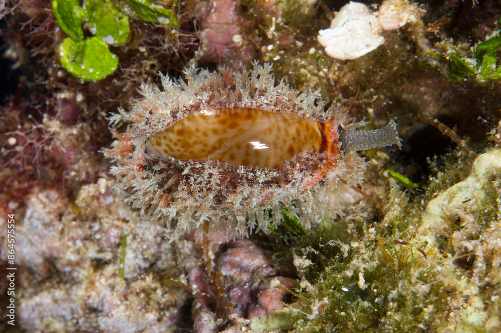 Dirty Cowry, Cyprea spurca, Erosaria spurca, Mediterranean sea, Sardinia, Italy Dirty Cowry, Cyprea spurca, Erosaria spurca, Mediterranean sea, Sardinia, Italy