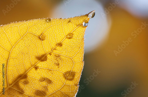 yellow leaf macro