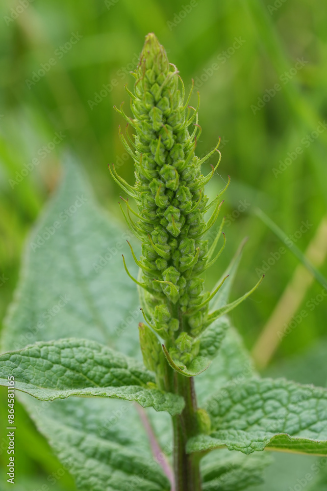 Fototapeta premium Vertical closeup on an emerging black mullein, Verbascum nigrum, wildflower