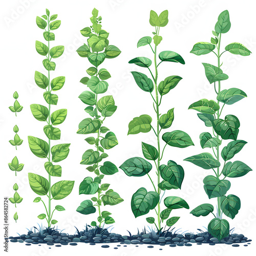 soybean plant from seed to green bush. growth step by step process. growing stages, gardening hobby and raw ingredient, decent vector scene isolated on white background, png