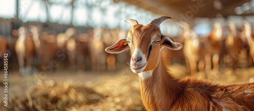 A young brown goat stands amidst a herd on a goat farm, nibbling on some food, in a picturesque scene ready for a copy space image. photo