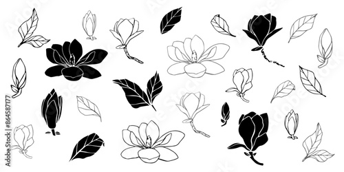 Hand drawn vector magnolia flower, set of contour outline illustration. isolated floral element. flower bud of different shapes. Illustration for prints, templates, greeting cards, invitations